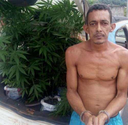 Policia militar prende homem que plantava pés de maconha em Maraú