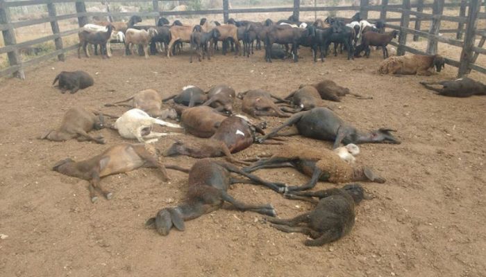 Produtora relata ataque de cães que mataram 16 ovelhas em Valente