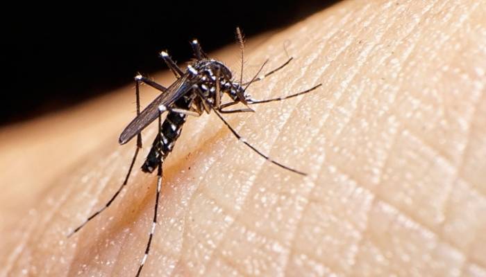 Dengue matou 752 pessoas no Brasil.