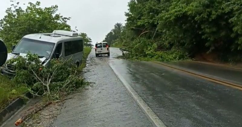 Queda de árvore na BR-367, perto de Vera Cruz, em Porto Seguro