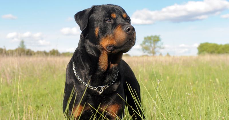 O acidente aconteceu depois que a mãe do pequeno Arthur foi até o quintal alimentar o animal