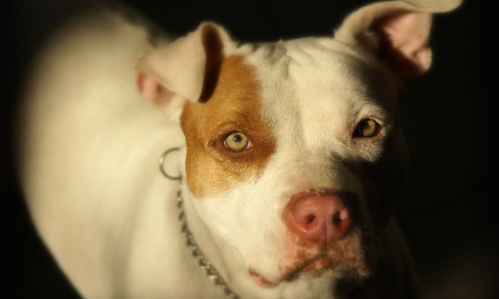 Pitbull ataca e mata criança em SP - Foto: Pixabay