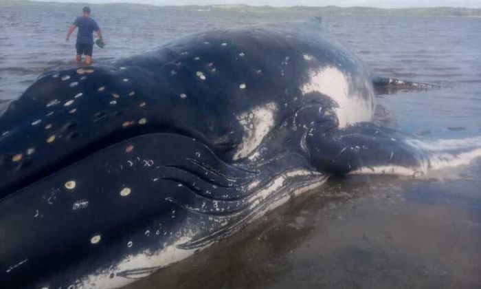 A baleia mede 12 metros e aparenta marcas de mordidas de tubarão