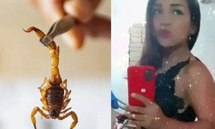 Mulher morre após ser picada por escorpião