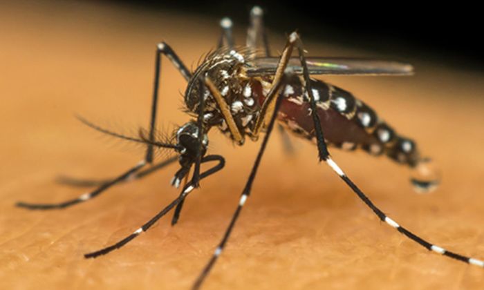 Sobe para 22 o número de mortes provocadas pela Dengue no estado da Bahia