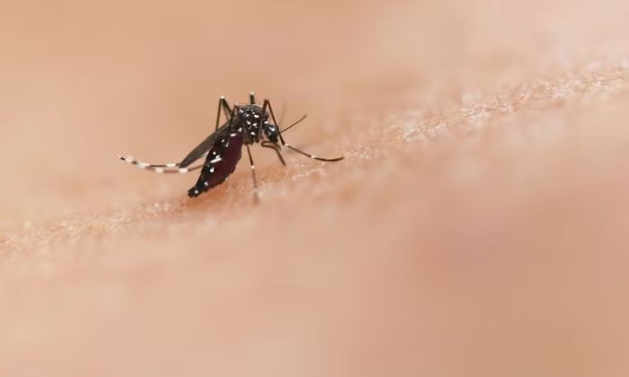 A Bahia atingiu a marca de 17 mortes por dengue em 2024