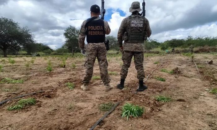 Cipe Caatinga destrói 21 toneladas de maconha em Abaré