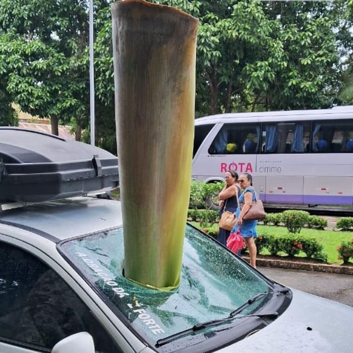 Casca de palmeira cai sobre carro e atravessa para-brisa em estacionamento da Uesc, em Ilhéus