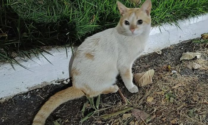 Gatos são assassinados em série na cidade de Ubaitaba