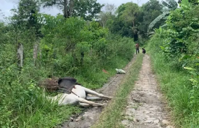 Foto: Reprodução / Ubatã Notícias