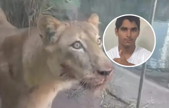 Leoa ataca homem em zoológico de João Pessoa